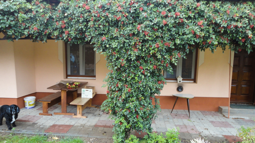 Zanthoxylum americanum espalier