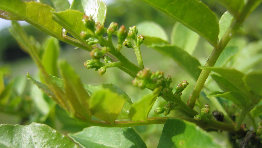 Zanthoxylum americanum kwiaty