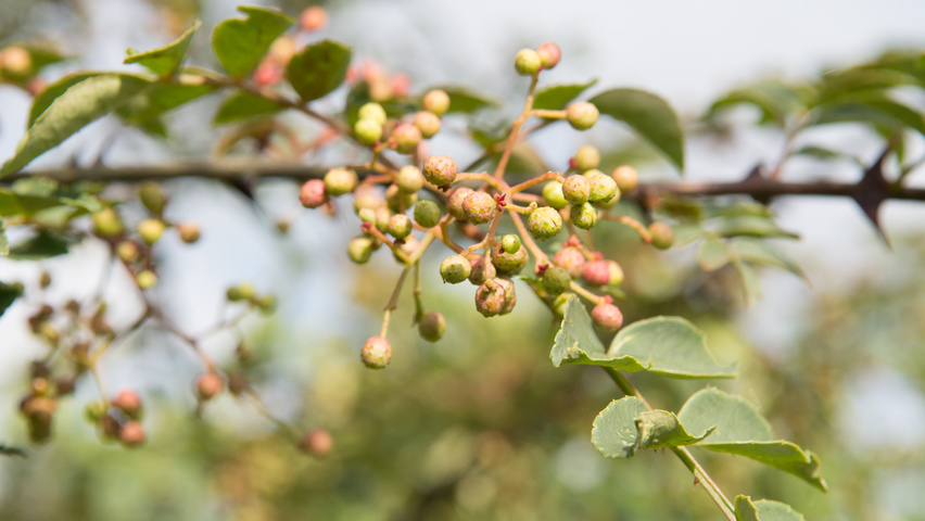 Zanthoxylum americanum owoce