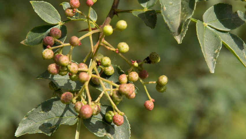 Zanthoxylum americanum owoce