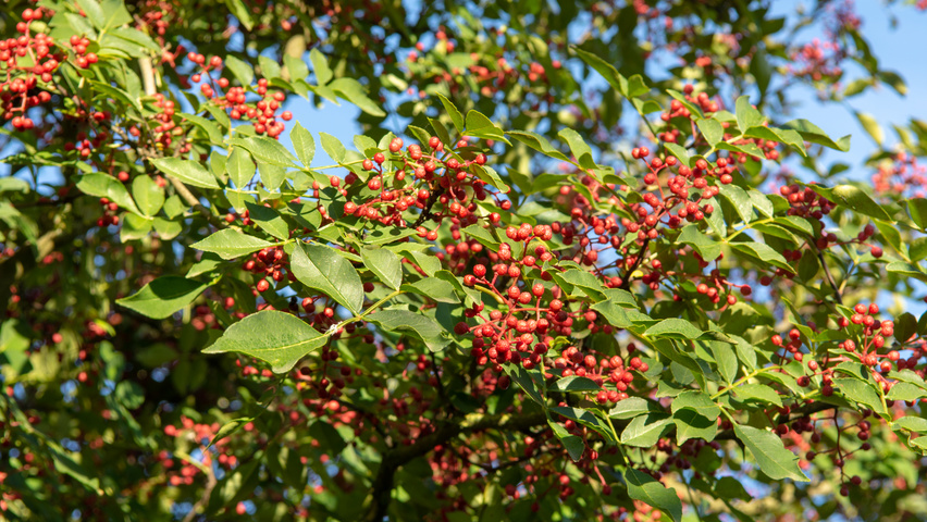 Zanthoxylum americanum owoce