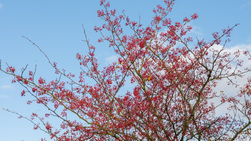Zanthoxylum americanum owoce