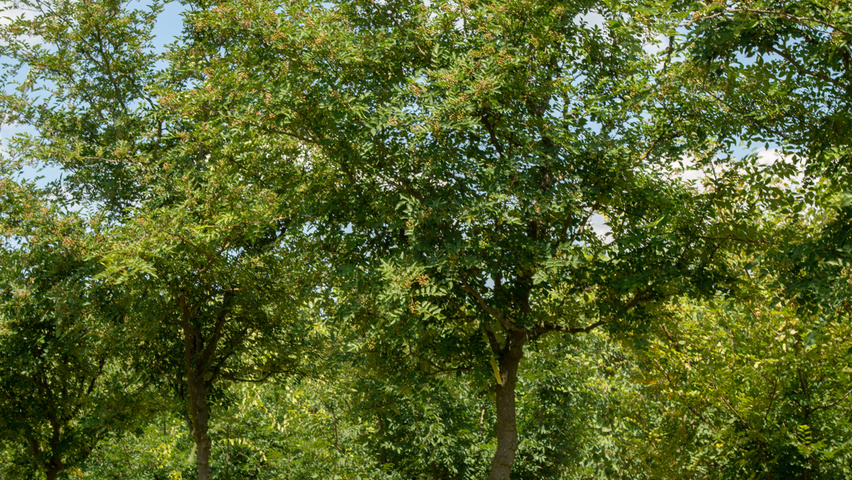 Zanthoxylum americanum pienne