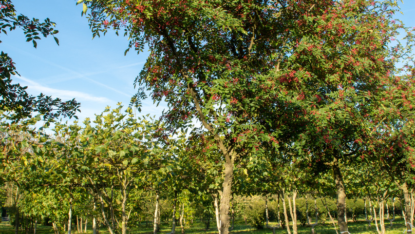 Zanthoxylum americanum pienne