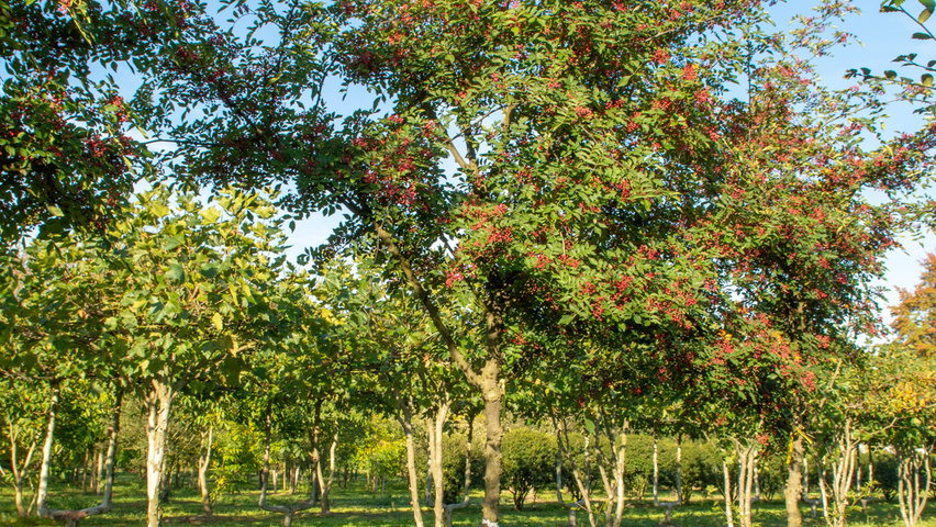 Zanthoxylum americanum pienne