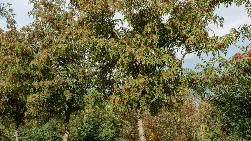 Zanthoxylum americanum pienne