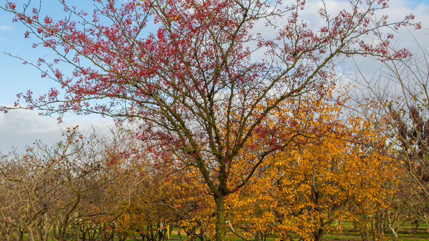 Zanthoxylum americanum pienne