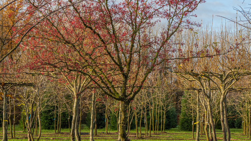 Zanthoxylum americanum pienne