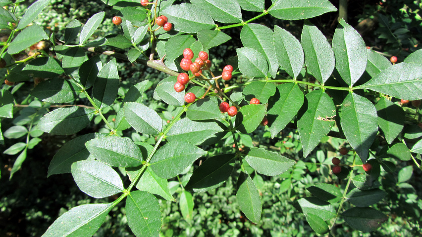 Zanthoxylum americanum liście