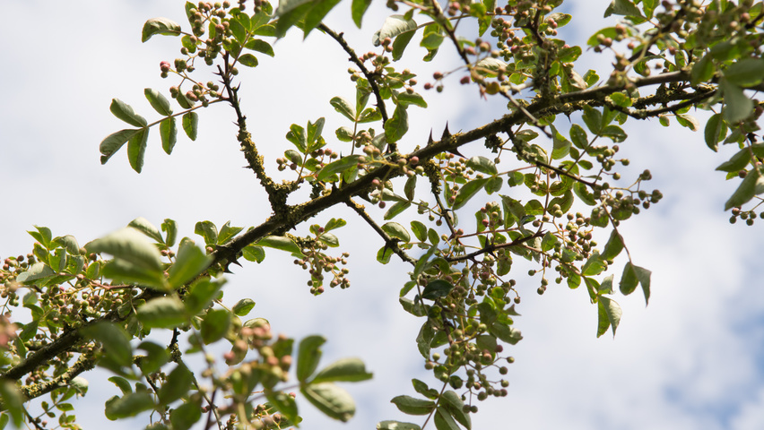 Zanthoxylum americanum liście