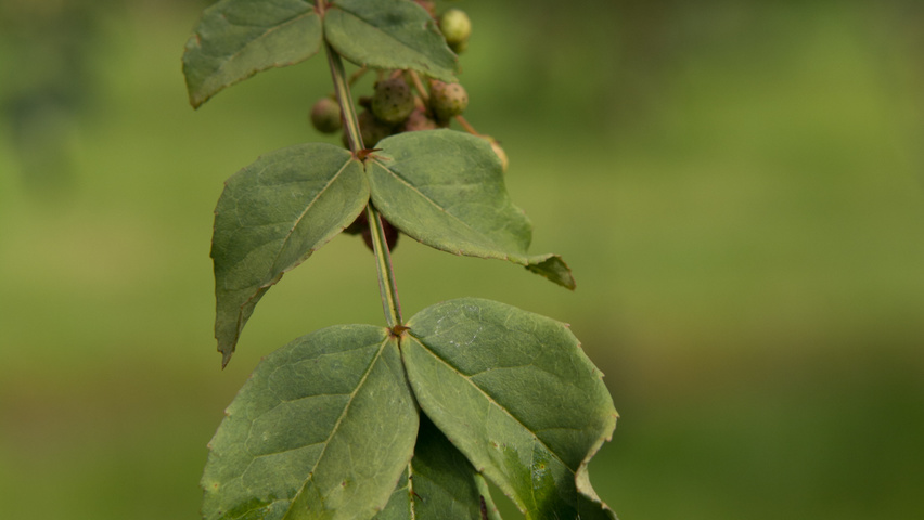 Zanthoxylum americanum liście