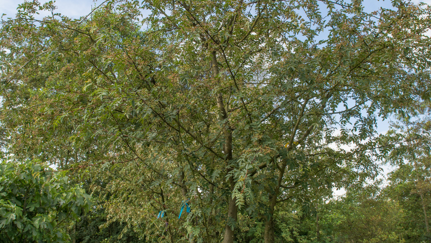 Zanthoxylum americanum wielopniowy