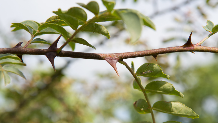 Zanthoxylum americanum pędy