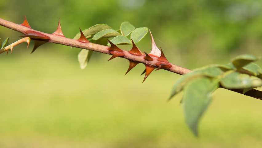Zanthoxylum americanum pędy