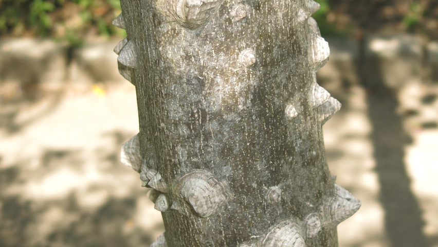 Zanthoxylum piperitum bark
