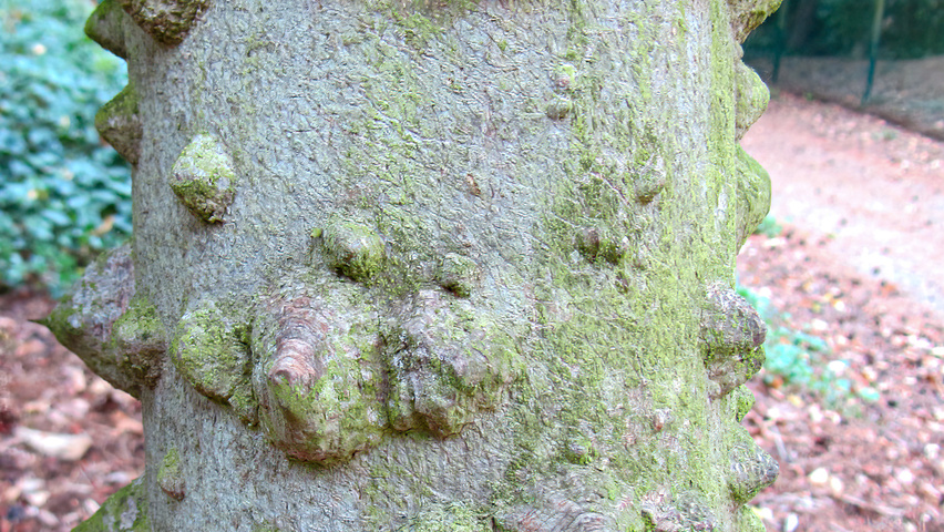 Zanthoxylum piperitum bark