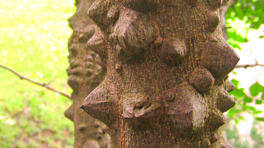 Zanthoxylum piperitum bark