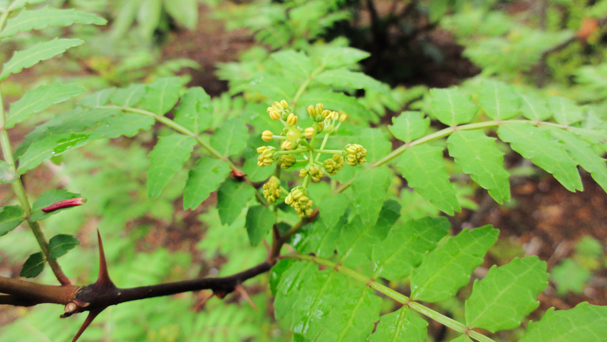 Zanthoxylum piperitum flowers