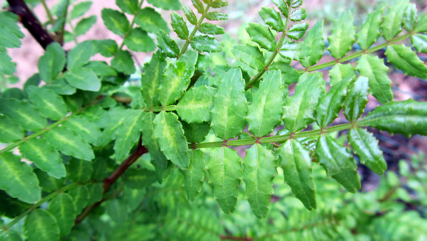 Zanthoxylum piperitum leaves