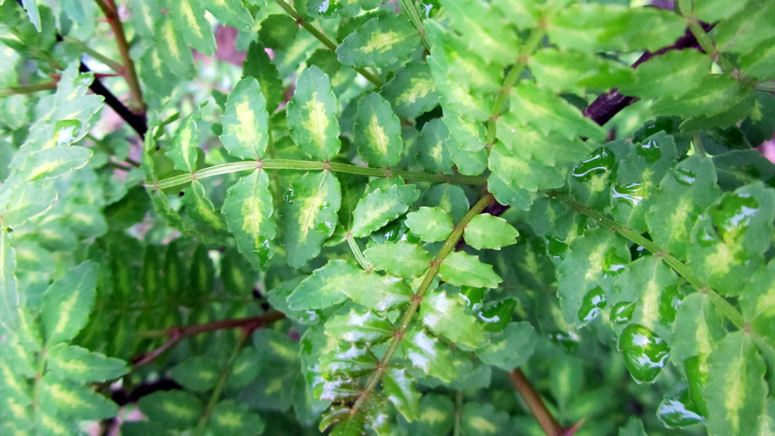 Zanthoxylum piperitum leaves