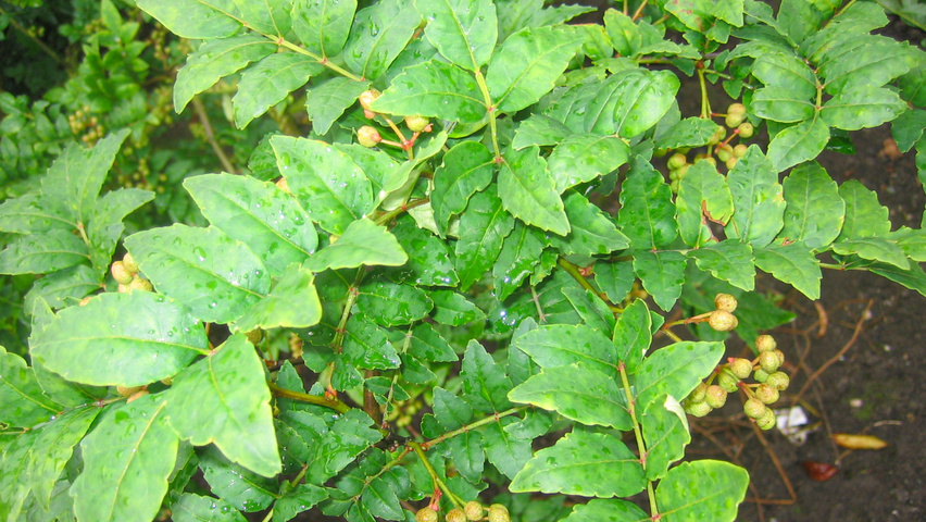 Zanthoxylum piperitum TreeEbb Online bomenzoektool Boomkwekerij Ebben