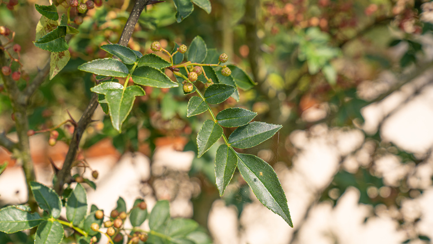 Zanthoxylum piperitum leaves