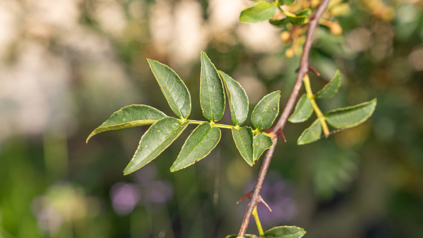 80 Stück Szechuanpfeffer Samen - Rote Pfefferfruchtsamen Für Garten