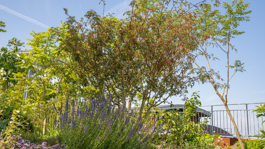 Zanthoxylum piperitum multi-stem