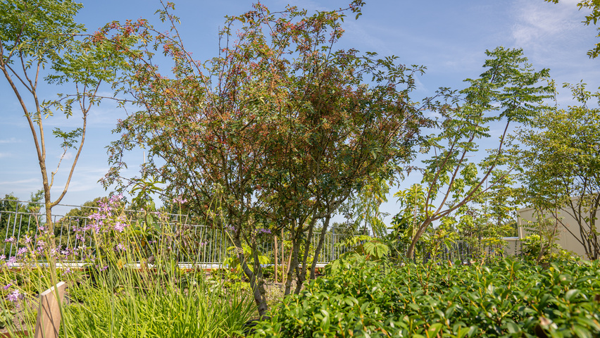 Zanthoxylum piperitum multi-stem