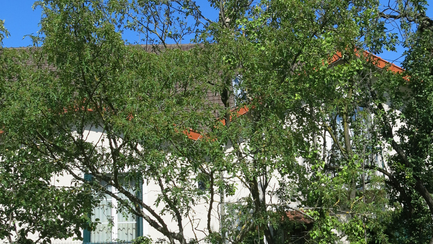 Zanthoxylum piperitum solitary shrubs