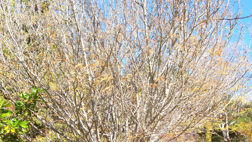 Zanthoxylum piperitum solitary shrubs