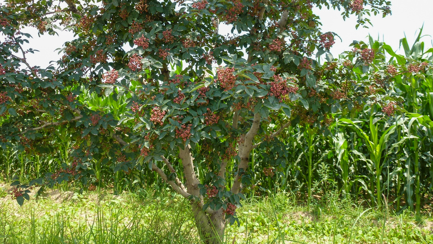 Zanthoxylum piperitum solitary shrubs