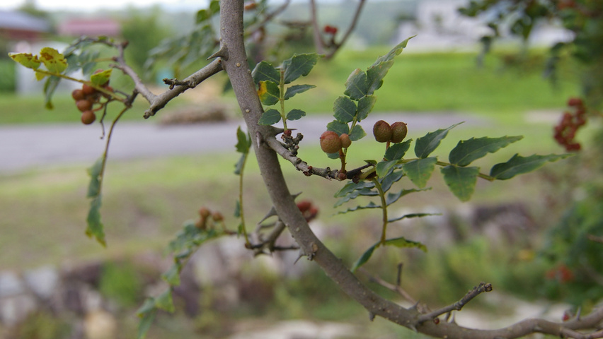 Zanthoxylum piperitum twigs