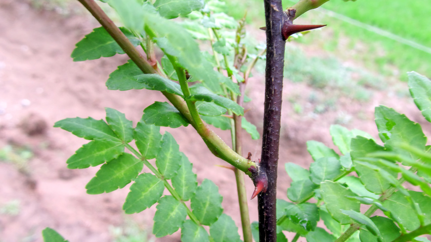 Zanthoxylum piperitum twigs