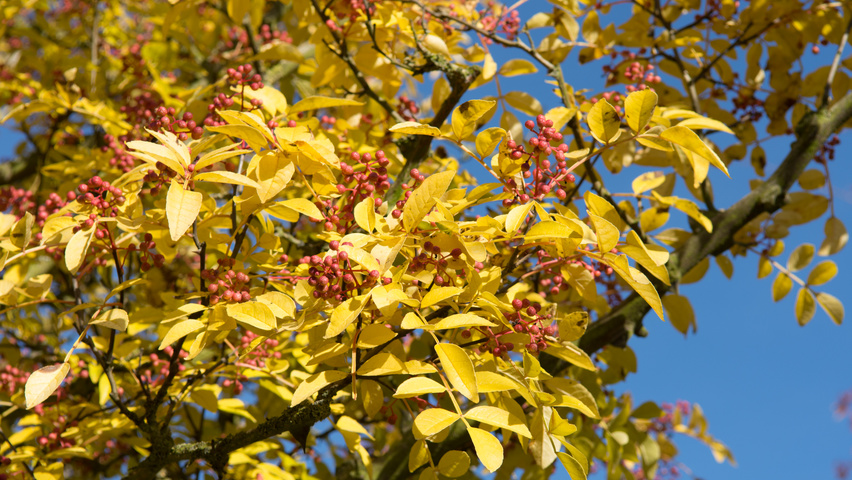 Zanthoxylum simulans autumn leaves