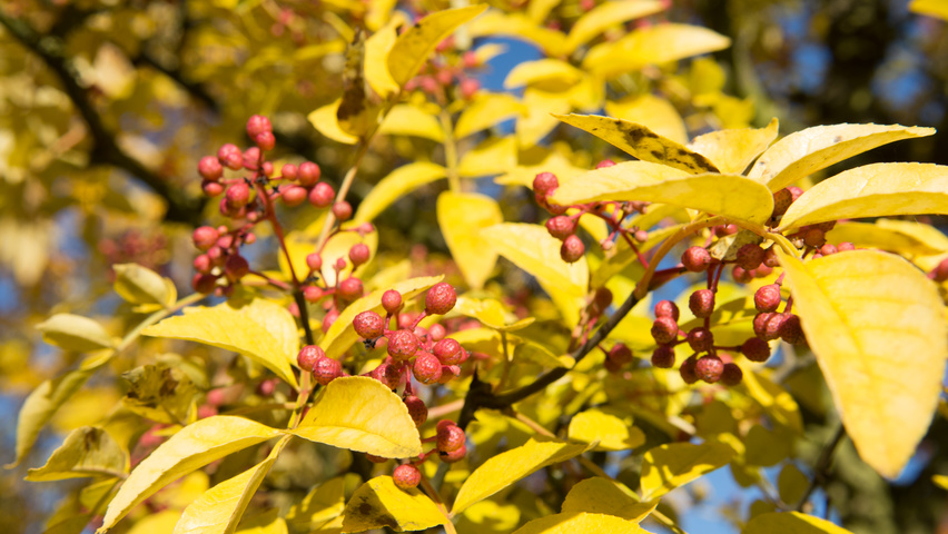Zanthoxylum simulans autumn leaves