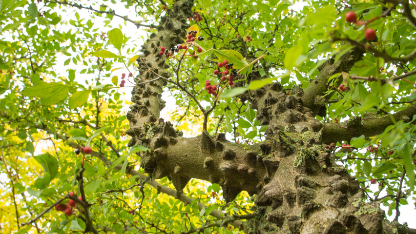 Zanthoxylum simulans bark