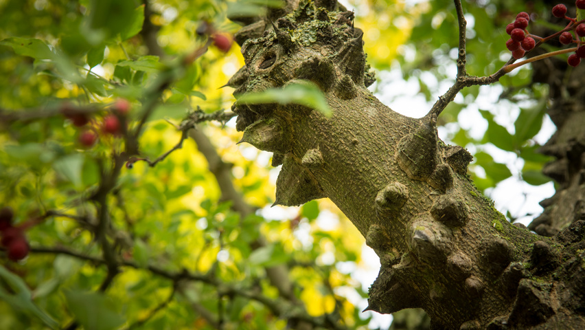 Zanthoxylum simulans bark