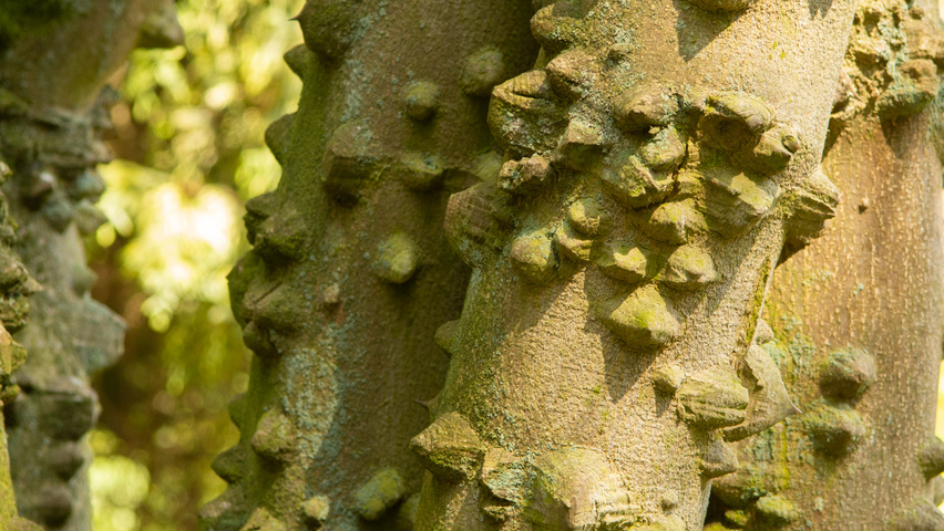 Zanthoxylum simulans bark