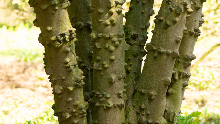 Zanthoxylum simulans bark