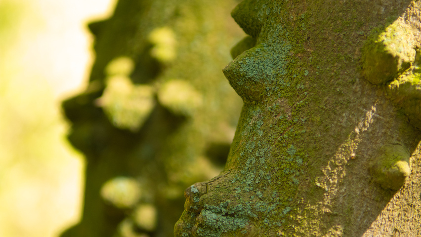 Zanthoxylum simulans bark