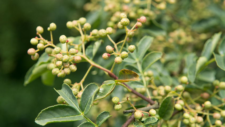 Zanthoxylum simulans fruits