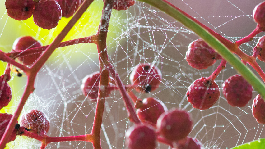 Zanthoxylum simulans fruits