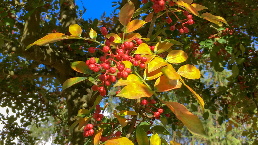 Zanthoxylum simulans fruits
