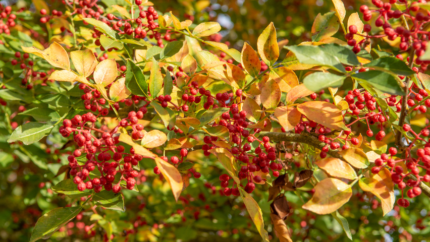 Zanthoxylum simulans fruits
