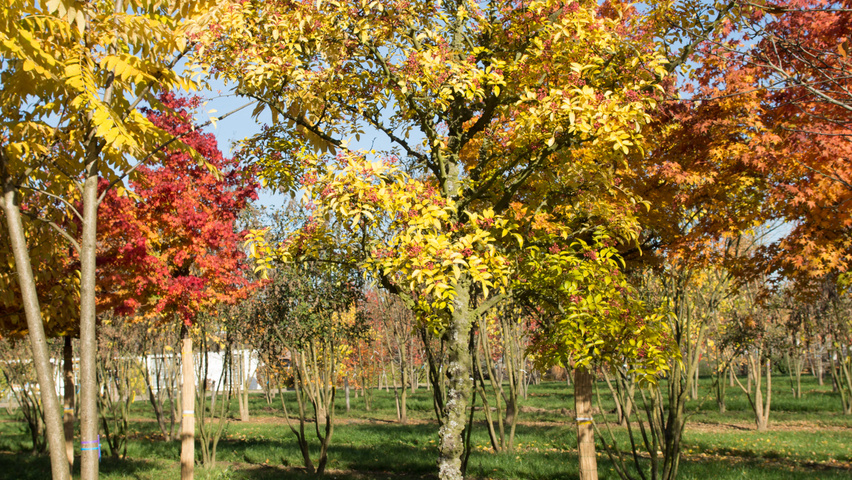 Zanthoxylum simulans standard tree