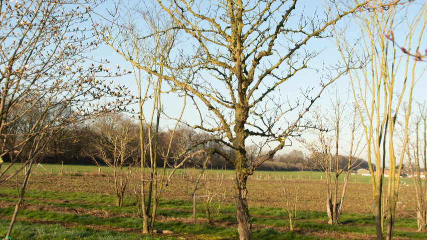 Zanthoxylum simulans standard tree