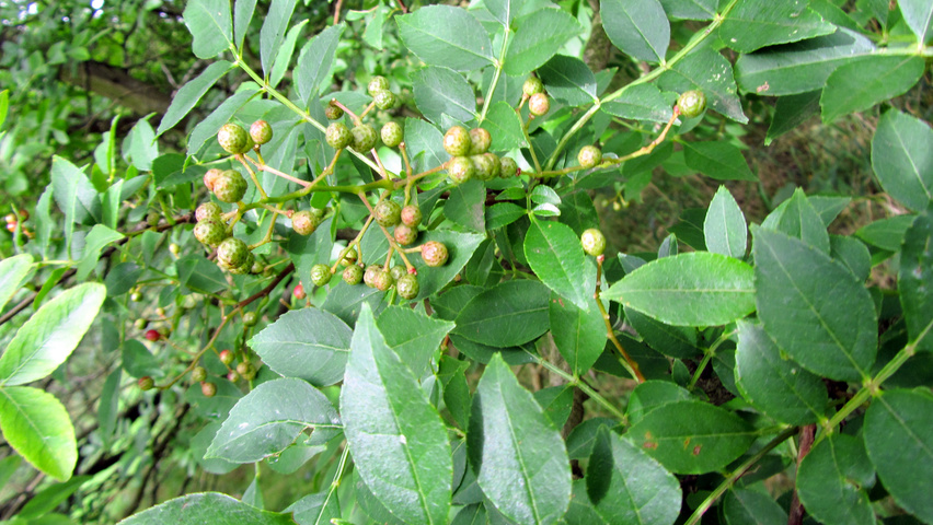Zanthoxylum simulans leaves