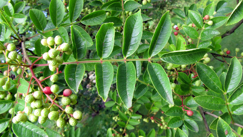 Zanthoxylum simulans | TreeEbb | Le moteur de recherche sur les arbres | Pépinières Ebben