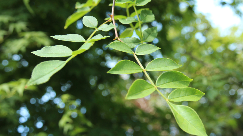Zanthoxylum simulans leaves